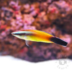 Peach-Cleaner-Wrasse