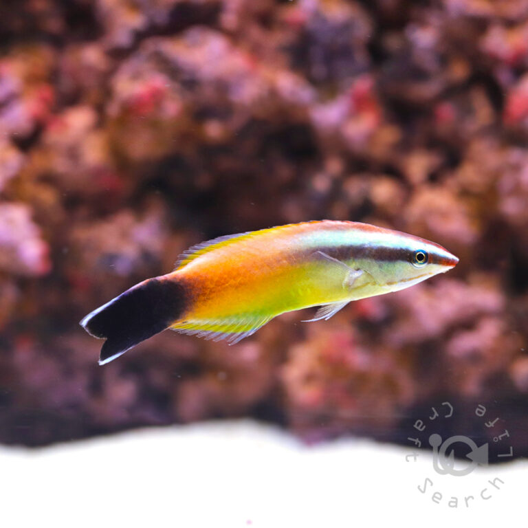 Peach-Cleaner-Wrasse