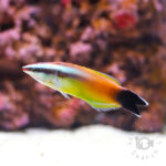 Peach-Cleaner-Wrasse