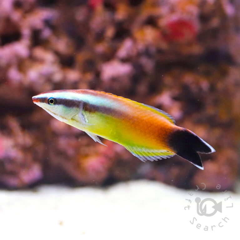 Peach-Cleaner-Wrasse