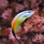 Peach-Cleaner-Wrasse