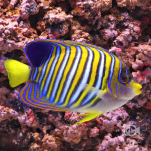 Regal-Angelfish_MNL_LL