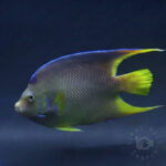 Blue-Angelfish_250714