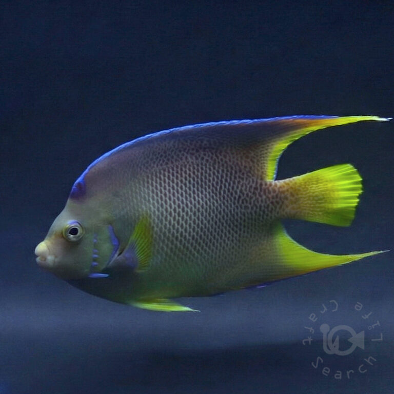 Blue-Angelfish_250714