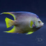 Blue-Angelfish_250714