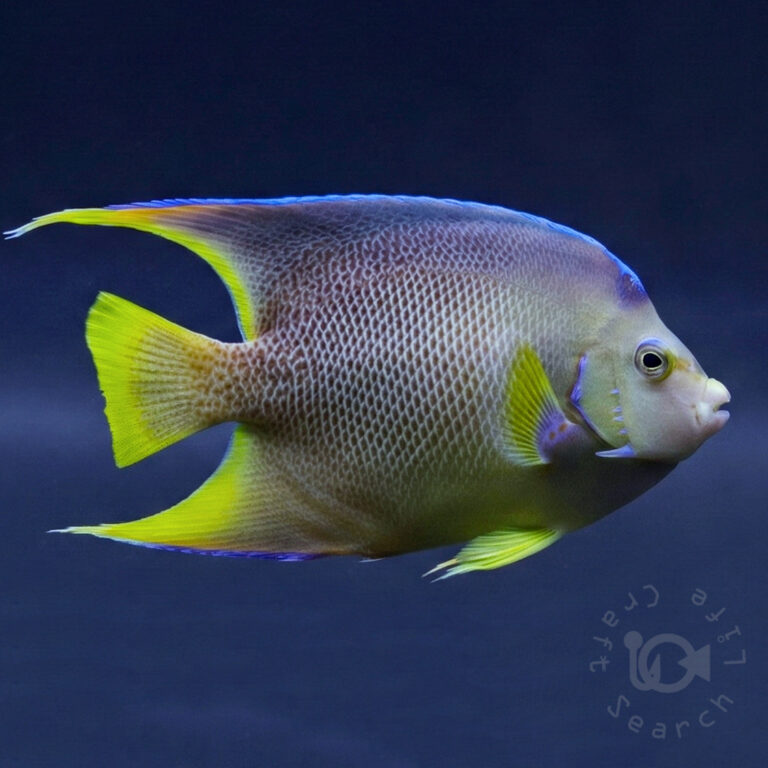 Blue-Angelfish_250714