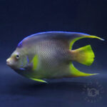 Blue-Angelfish_250714