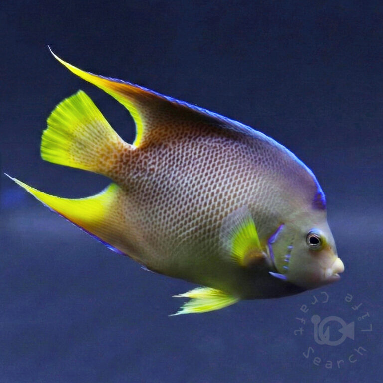 Blue-Angelfish_250714