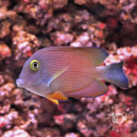 Goldeye-Surgeonfish