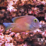 Goldeye-Surgeonfish