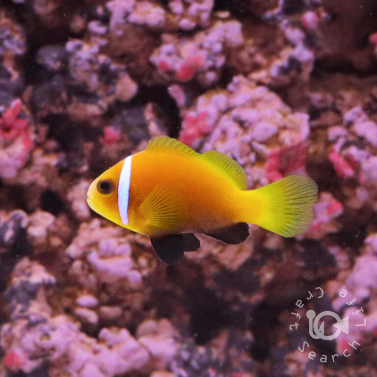 Maldives-Anemonefish_S