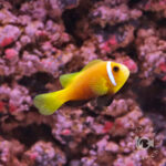 Maldives-Anemonefish_S