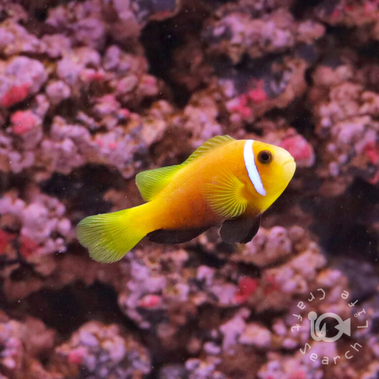 Maldives-Anemonefish_S