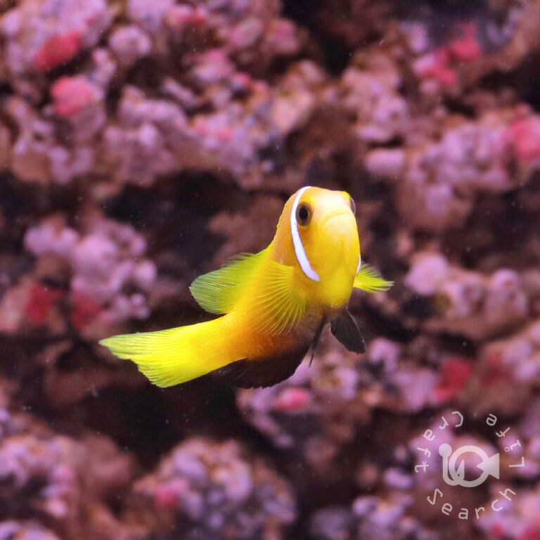 Maldives-Anemonefish_S