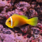 Maldives-Anemonefish_M