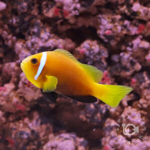 Maldives-Anemonefish_KB