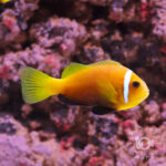 Maldives-Anemonefish_M