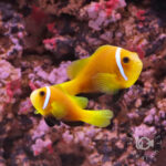 Maldives-Anemonefish_S