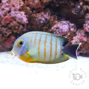 Mimic-Surgeonfish_Eiblii