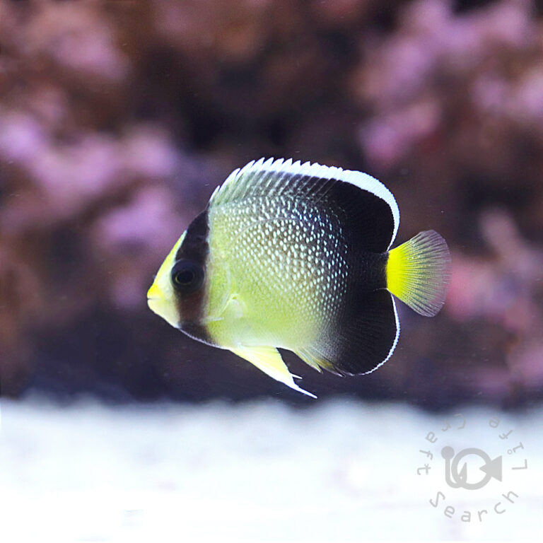 Yellowtail-Angelfish_S