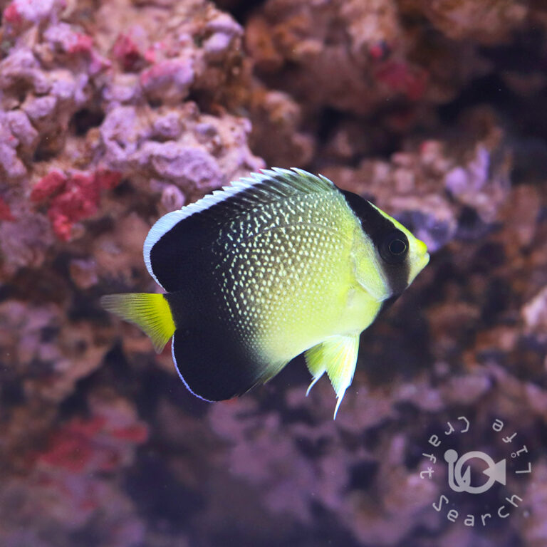 Yellowtail-Angelfish_S