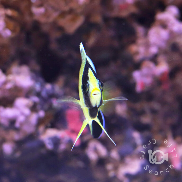 Yellowtail-Angelfish_S