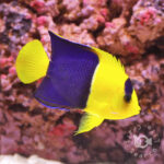 Bicolor-Angel-Fish_M
