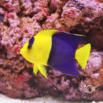 Bicolor-Angel-Fish_M