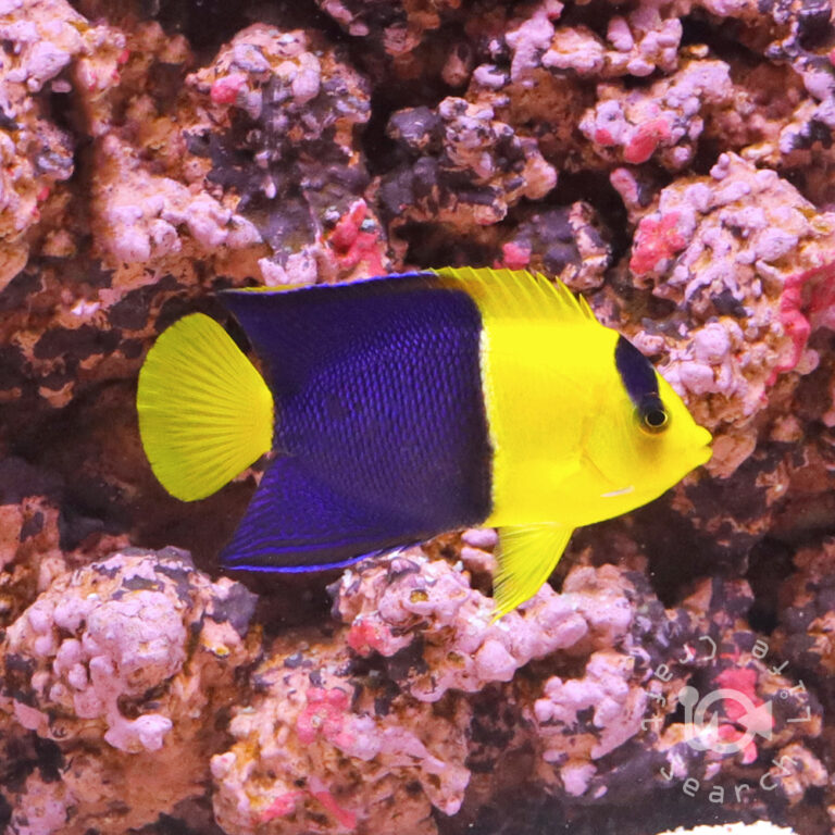 Bicolor-Angel-Fish_M