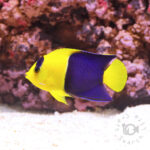 Bicolor-Angel-Fish_M