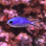 Blue-Reef-Chromis
