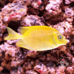 Blue-Spotted-Rabbitfish