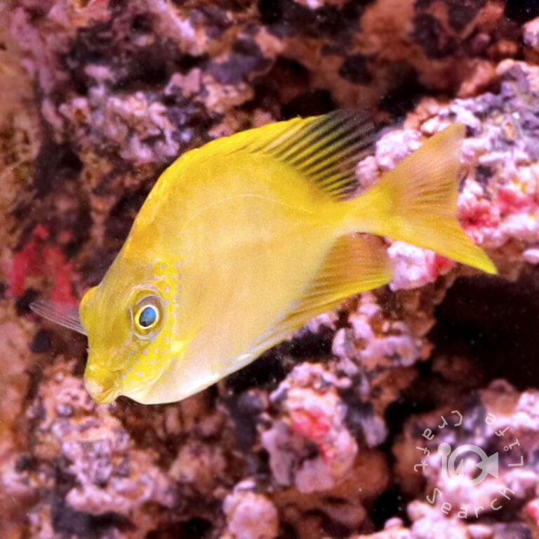 Blue-Spotted-Rabbitfish