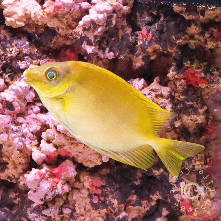 Blue-Spotted-Rabbitfish