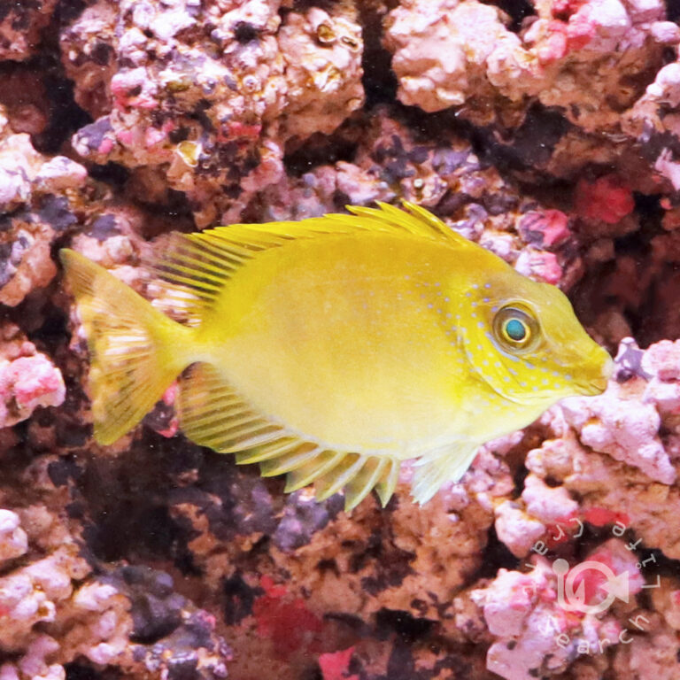 Blue-Spotted-Rabbitfish