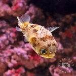Caribbean-Longspine-Porcupinefish_S