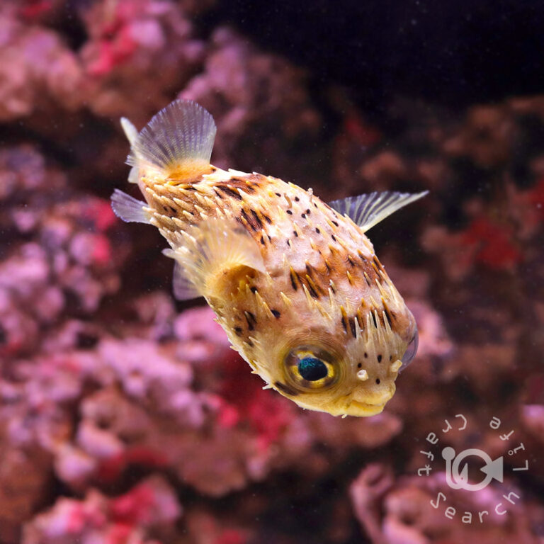 Caribbean-Longspine-Porcupinefish_S