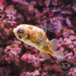 Caribbean-Longspine-Porcupinefish_S