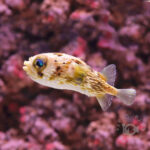 Caribbean-Longspine-Porcupinefish_S