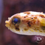 Caribbean-Longspine-Porcupinefish_S