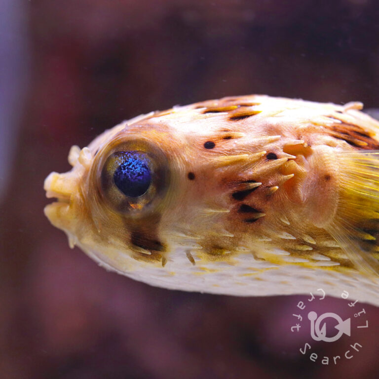 Caribbean-Longspine-Porcupinefish_S