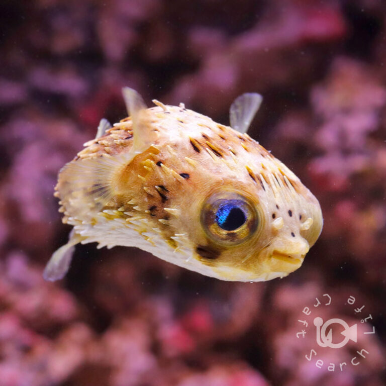 Caribbean-Longspine-Porcupinefish_S
