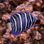 Earspot-Angelfish_250906