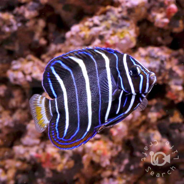 Earspot-Angelfish_250906