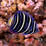 Earspot-Angelfish_250906
