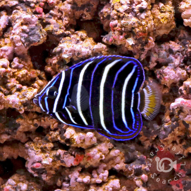 Earspot-Angelfish_250906