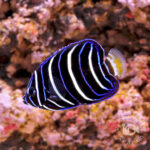 Earspot-Angelfish_250906