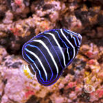 Earspot-Angelfish_250906