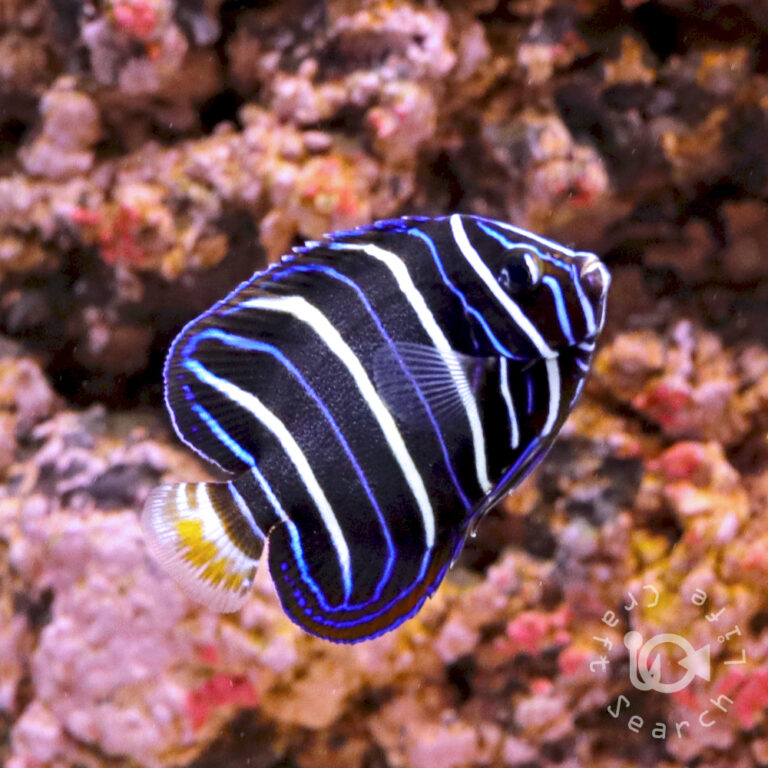 Earspot-Angelfish_250906