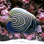 Emperor-Angelfish_Juv_LKA_LL